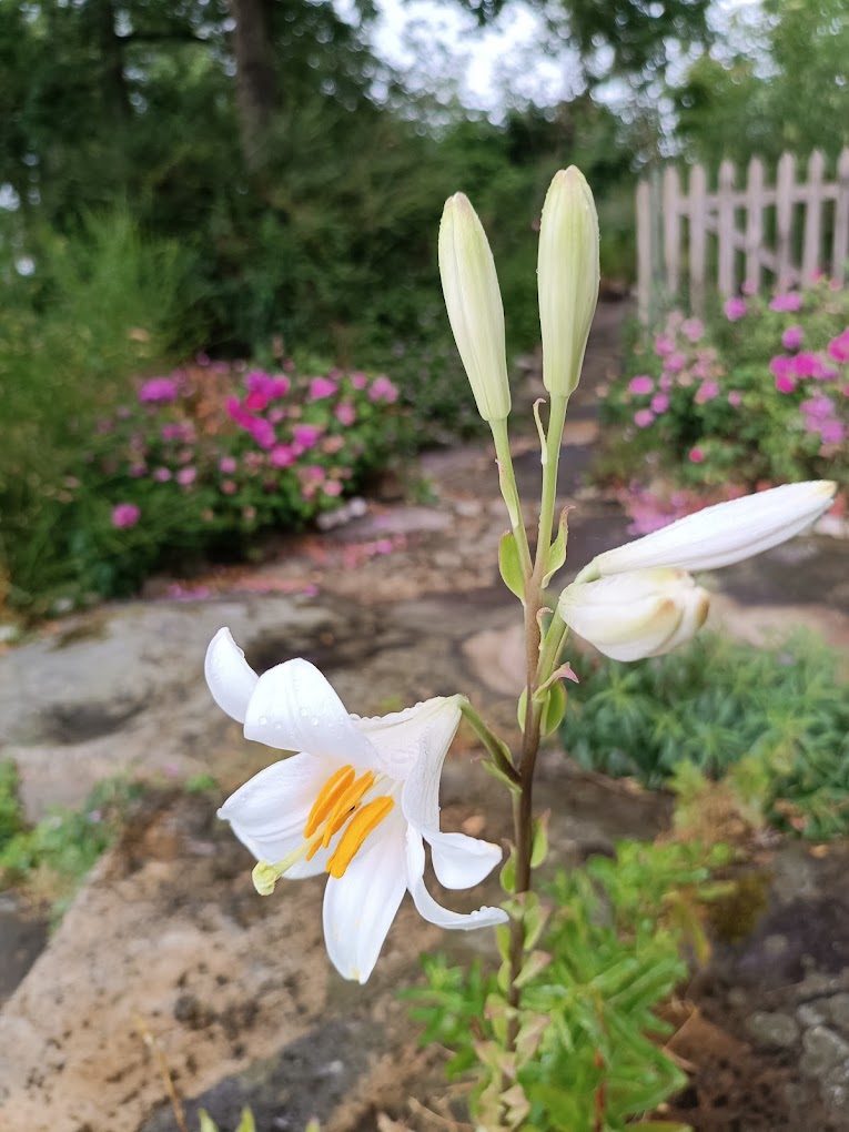 Fleur de Lys
